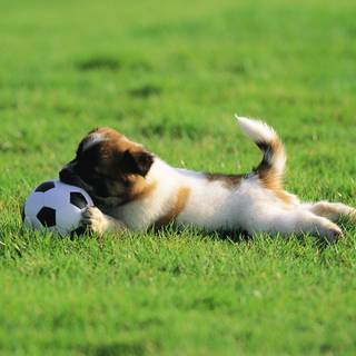 Dog and soccer ball wallpaper