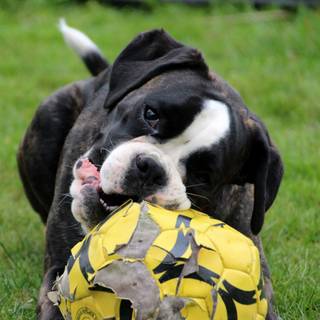 Dog and soccer ball wallpaper