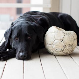 Dog and soccer ball wallpaper