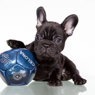 Dog and soccer ball wallpaper