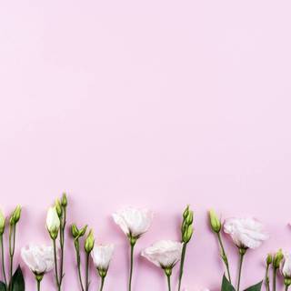 Spring minimalist desktop wallpaper