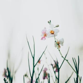 Spring minimalist desktop wallpaper