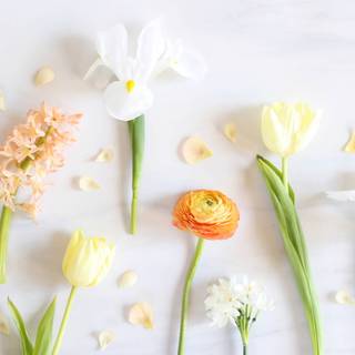 Spring minimalist desktop wallpaper