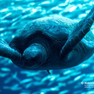 Cool turtles wallpaper