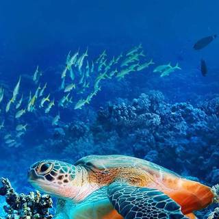 Teal turtles wallpaper