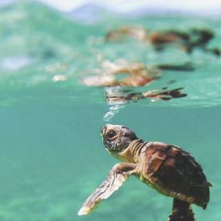 Teal turtles wallpaper