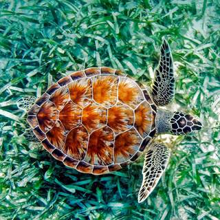 Teal turtles wallpaper