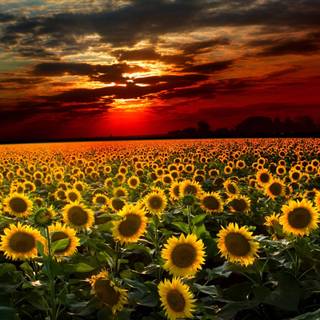 Sunflower PC wallpaper