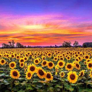 Sunflower PC wallpaper