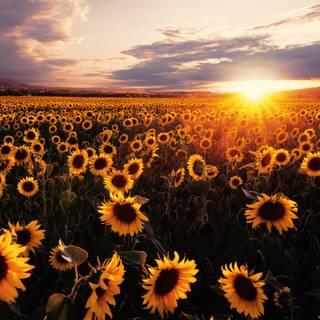 Sunflower PC wallpaper