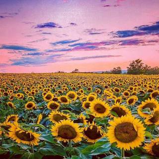 Sunflower PC wallpaper