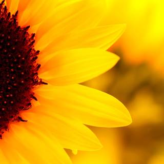 Sunflower PC wallpaper