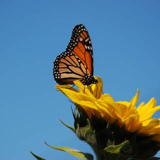 Sunflower PC wallpaper