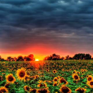 Sunflower PC wallpaper