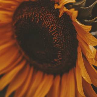 Sunflower PC wallpaper