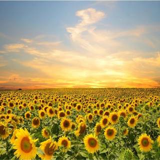 Sunflower PC wallpaper