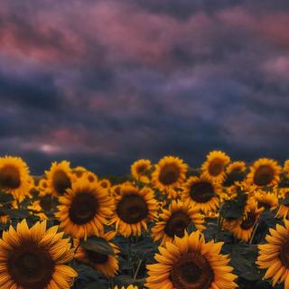 Sunflower PC wallpaper