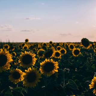 Sunflower PC wallpaper