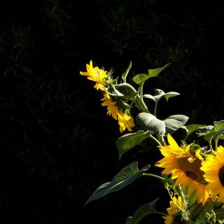 Sunflower PC wallpaper