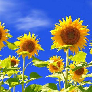 Sunflower PC wallpaper