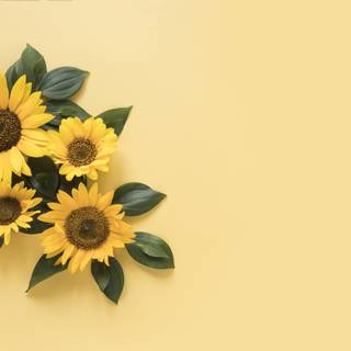 Sunflower PC wallpaper