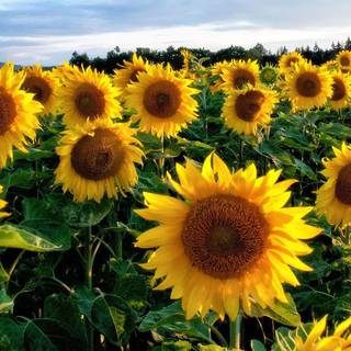 Sunflower PC wallpaper