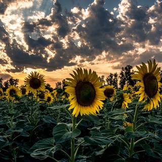 Sunflower PC wallpaper