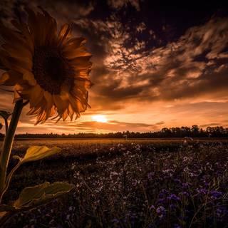 Sunflower PC wallpaper