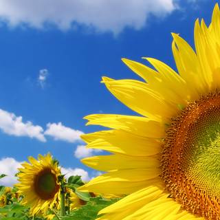 Sunflower PC wallpaper