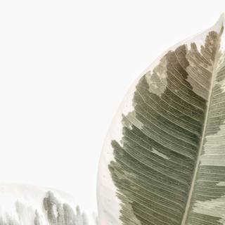 Minimal beige wallpaper