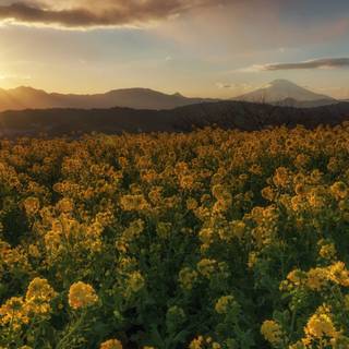 Spring sunsets laptop wallpaper