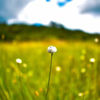 Spring clouds mobile wallpaper
