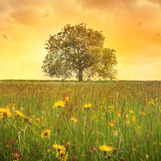 Spring clouds mobile wallpaper