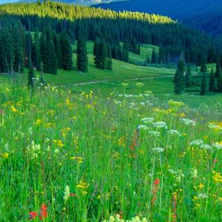 Spring clouds mobile wallpaper