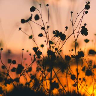 Spring sunsets laptop wallpaper