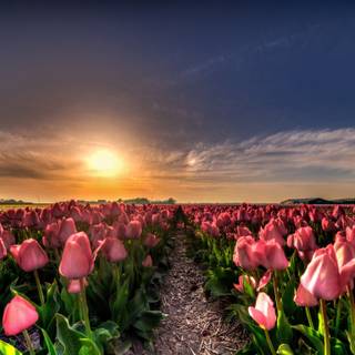 Spring sunsets laptop wallpaper