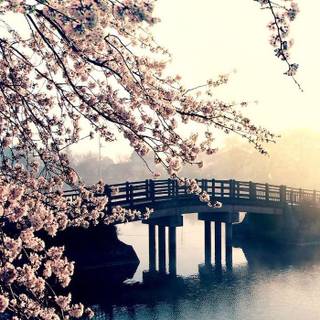 River spring sun wallpaper