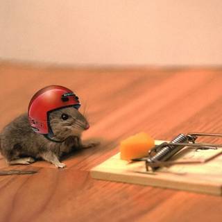 Funny mouse wallpaper