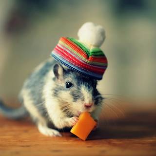 Funny mouse wallpaper