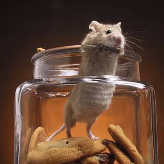 Funny mouse wallpaper