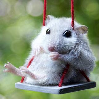 Funny mouse wallpaper