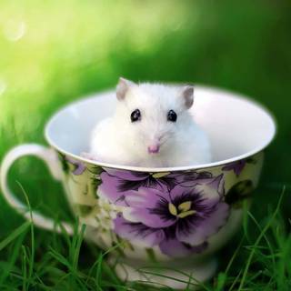 Funny mouse wallpaper