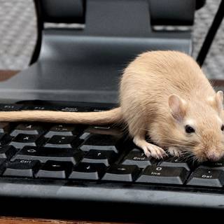 Funny mouse wallpaper