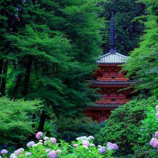 Spring Japan desktop 4k wallpaper