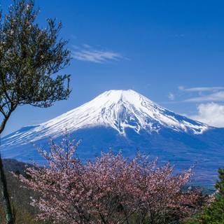 Spring Japan desktop 4k wallpaper