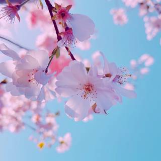 Japanese spring flower wallpaper