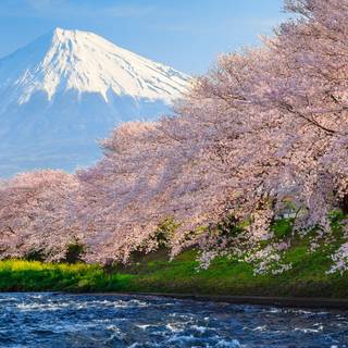 Spring Japan desktop wallpaper