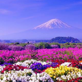 Spring Japan desktop wallpaper