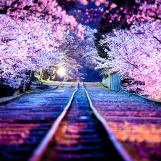 Spring Japan desktop wallpaper