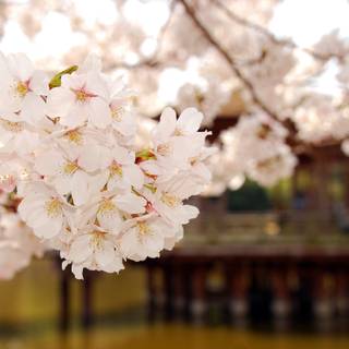 Spring Japan desktop wallpaper